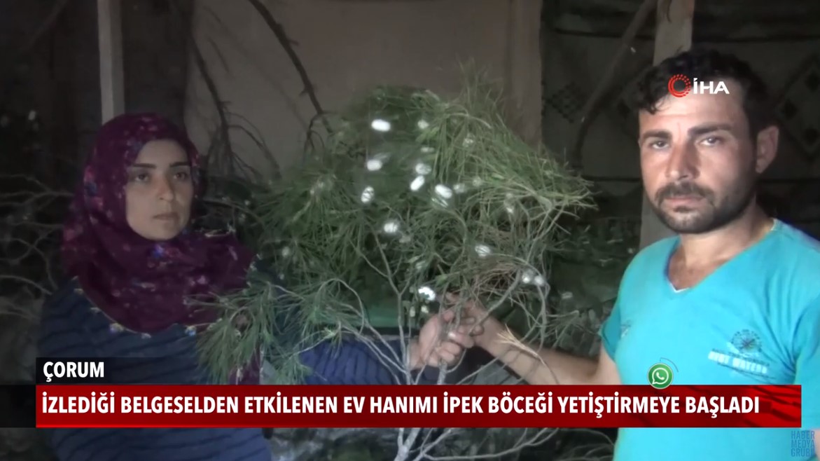 İzlediği belgeselden etkilenen ev hanımı ipek böceği yetiştirmeye başladı