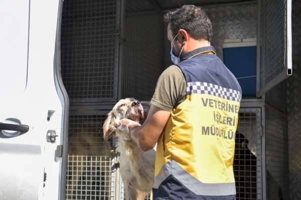 Esenyurt Belediyesi sokak hayvanlarını sahiplendiriyor 