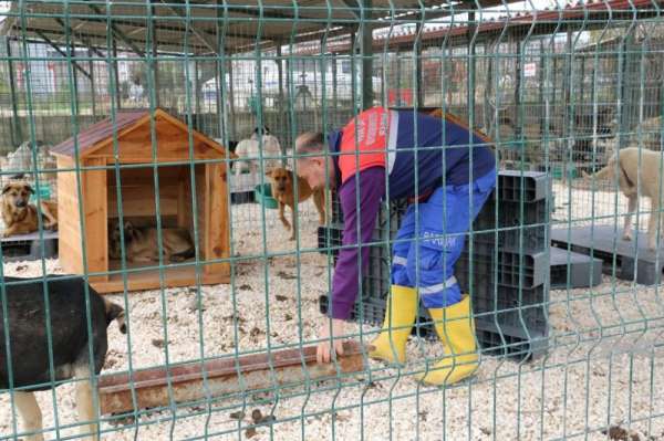 Hatay Büyükşehir Belediyesi, Yayladağı'na yeni hayvan barınağı açıyor 