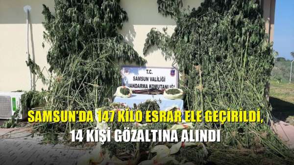 Samsun'da 147 kilo esrar ele geçirildi, 14 kişi gözaltına alındı 