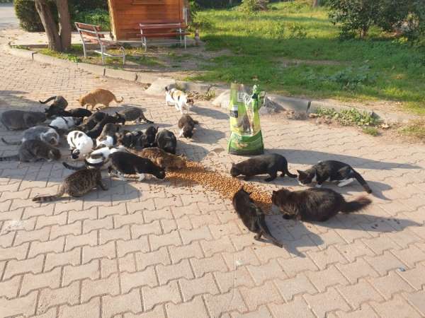 Dilovası Belediyesi sokak hayvanlarını unutmadı