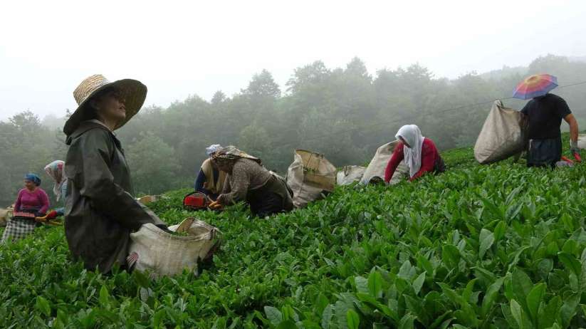 Dünyanın en kaliteli fındığının üretildiği Giresun'da kemençe eşliğinde çay hasat şenliği yapıldı