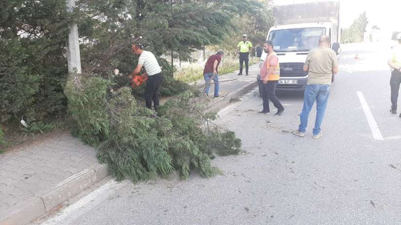 Kara yoluna devrilen iki ağaç kaldırıldı