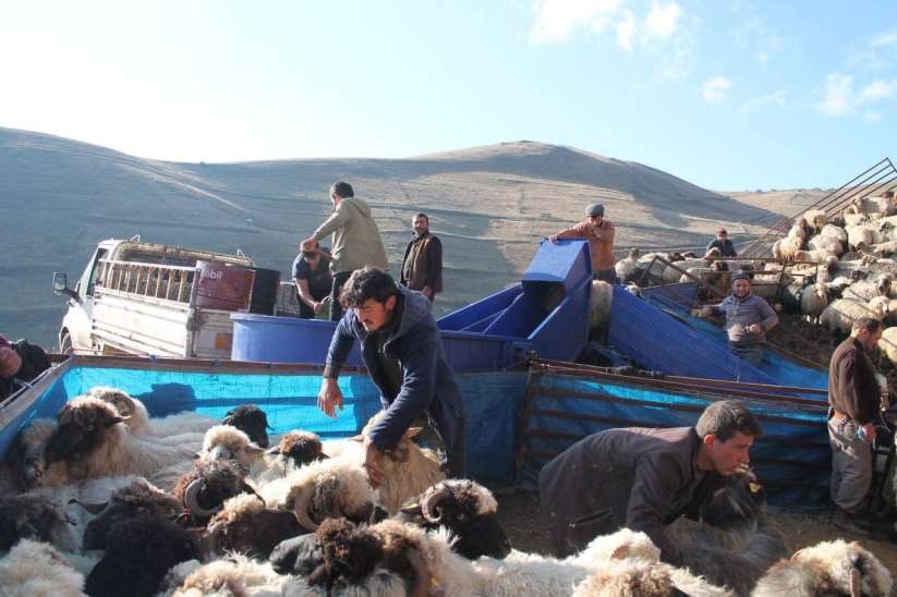 Bayburt'ta küçükbaş hayvanlar mobil koyun yıkama makineleriyle yıkanarak ilaçlanıyor