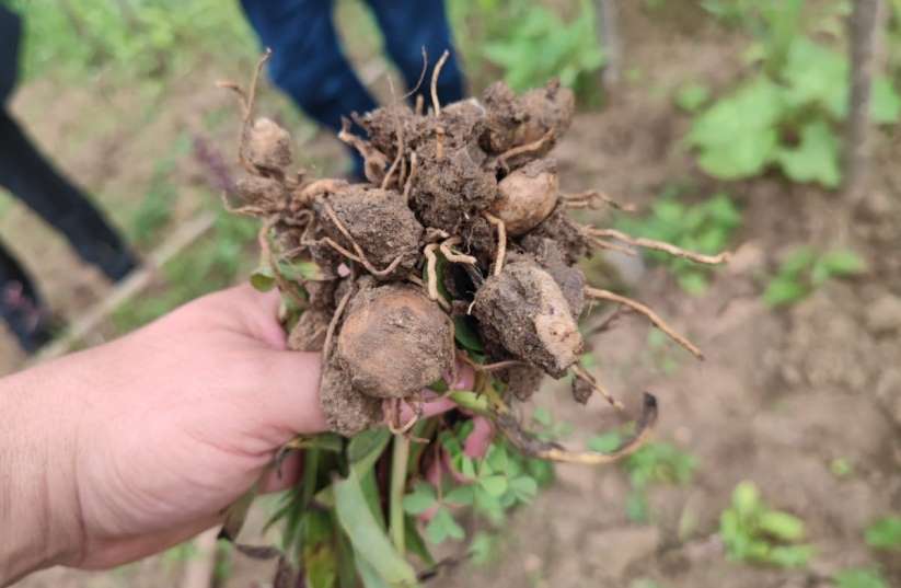 Trabzon'da ilk kez dikimi yapılan salepin hasatı yapıldı