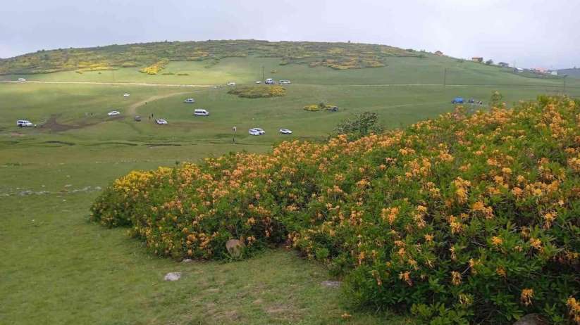 Ordu'da orman gülleri açtı, yaylalar sarıya boyandı