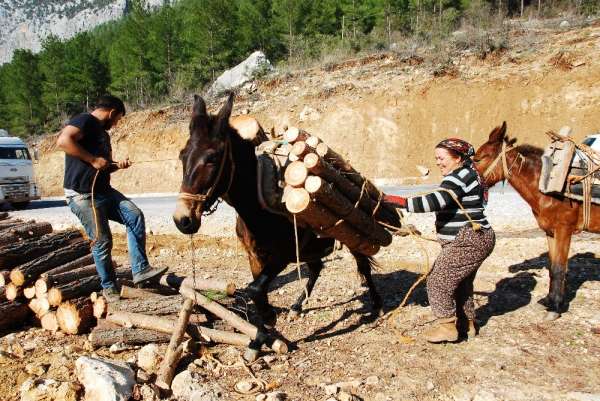 Kışın Çam, yazın Ladin ağaçlarının izini sürüyorlar, günde 500 ile 750 lira kaza