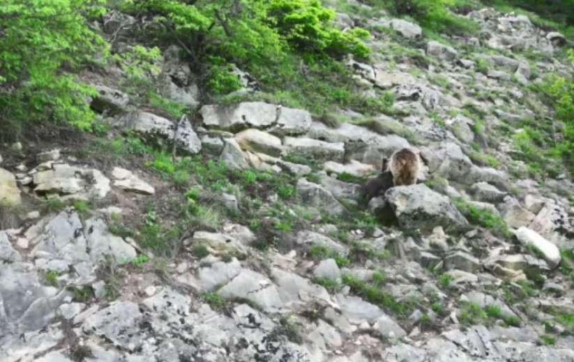 Artvin'de anne ayı yavrusunu emzirirken kameralara takıldı