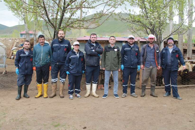 Bayburt'ta küçükbaş hayvanlar aşılanıyor