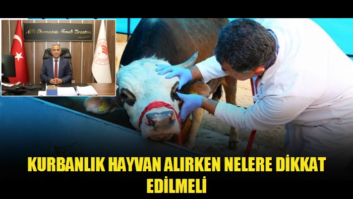 Kurbanlık Hayvan Alırken Nelere Dikkat Edilmeli