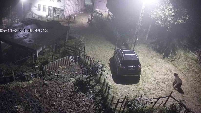 Yiyecek aramak için mahalleye inen ayı güvenlik kameralarına takıldı