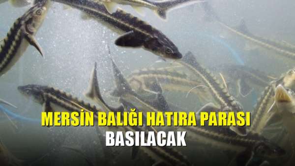 Mersin balığı hatıra parası basılacak 