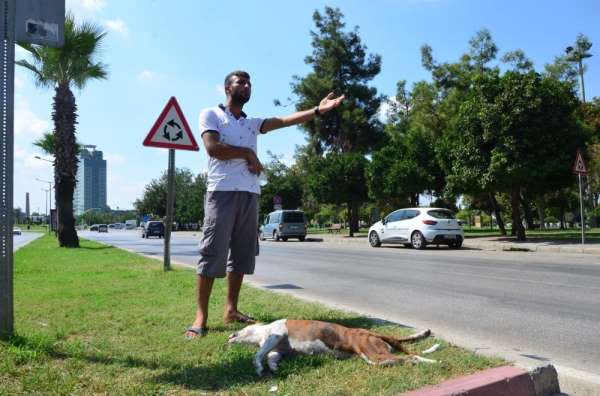 Köpeği trafik kazasında öldü başından ayrılmadı - Adana haber