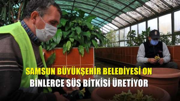 Samsun Büyükşehir Belediyesi on binlerce süs bitkisi üretiyor 