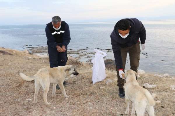 Erciş Belediyesi sokak hayvanlarını unutmadı 