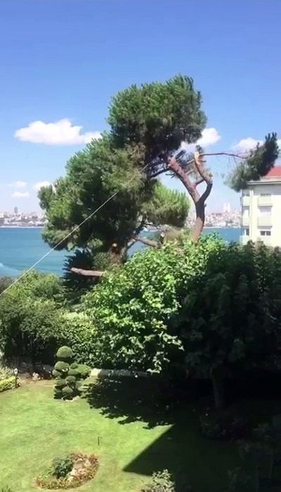 Üsküdar'da asırlık çam ağacını kestiler - İstanbul haber