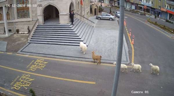 Sürüden kaçan keçi ve koyunlar Nevşehir Belediyesi'ni bastı 