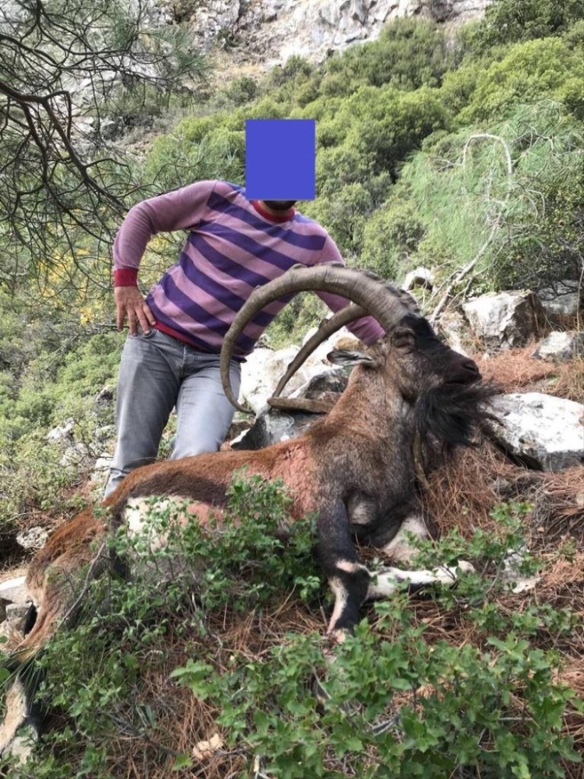 Koruma altındaki keçiyi vuran şahsa 23 bin lira ceza