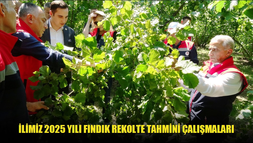 İLİMİZ 2025 YILI FINDIK REKOLTE TAHMİNİ ÇALIŞMALARI