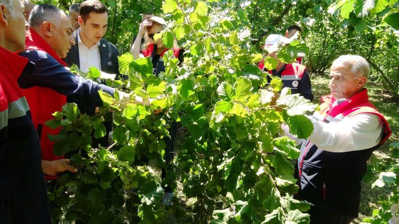 İLİMİZ 2025 YILI FINDIK REKOLTE TAHMİNİ ÇALIŞMALARI 