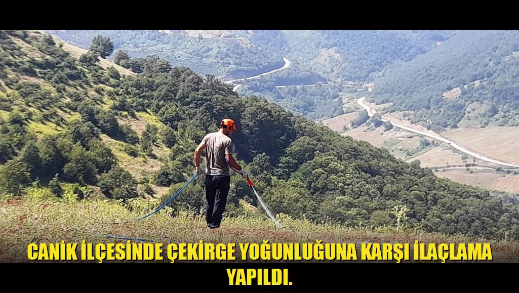 CANİK İLÇESİNDE ÇEKİRGE YOĞUNLUĞUNA KARŞI İLAÇLAMA YAPILDI