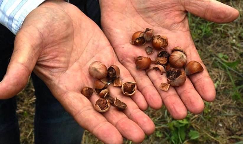 İl Müdürümüz İbrahim Sağlam, Fındıkta Kahverengi Kokarca ile Kimyasal Mücadeleye Dikkat Çekti