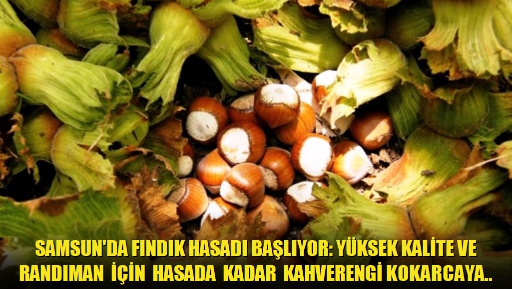 Samsun'da Fındık Hasadı Başlıyor: Yüksek Kalite ve Randıman İçin Hasada Kadar Kahverengi Kokarcaya Karşı Etkin Mücadele Şart