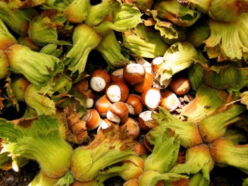 Samsun'da Fındık Hasadı Başlıyor: Yüksek Kalite ve Randıman İçin Hasada Kadar Kahverengi Kokarcaya Karşı Etkin Mücadele Şart