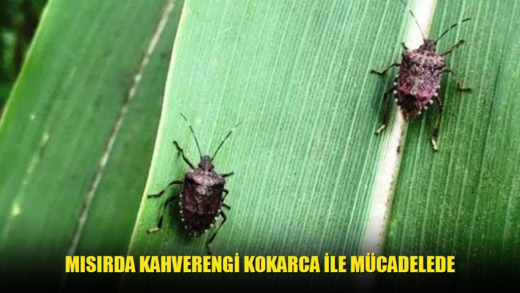 Mısırda Kahverengi Kokarca İle Mücadelede