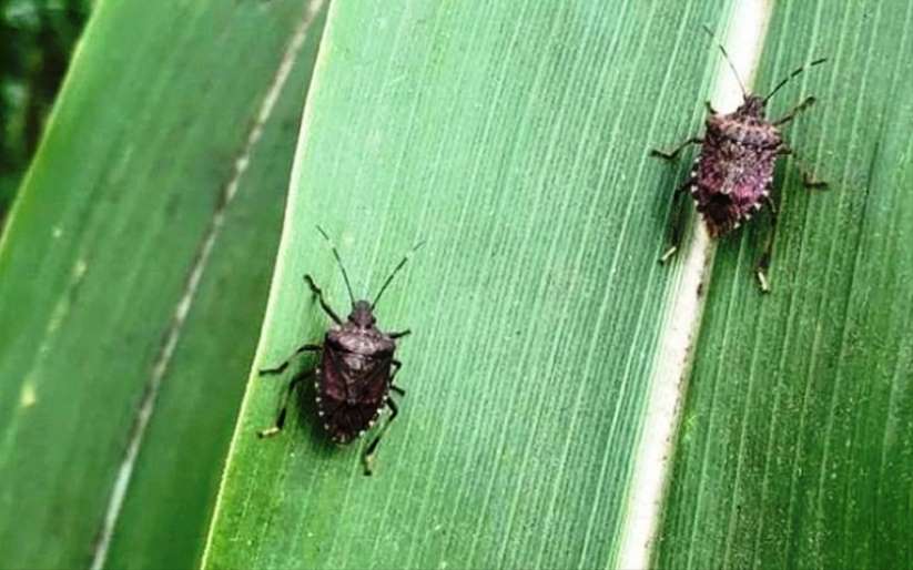 Mısırda Kahverengi Kokarca İle Mücadelede