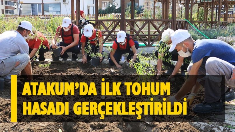 Atakum'da ilk tohum hasadı gerçekleştirildi