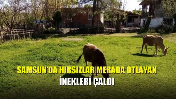 Samsun'da hırsızlar merada otlayan inekleri çaldı 