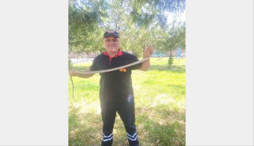 Ağaca çıkan yılan paniğe neden oldu
