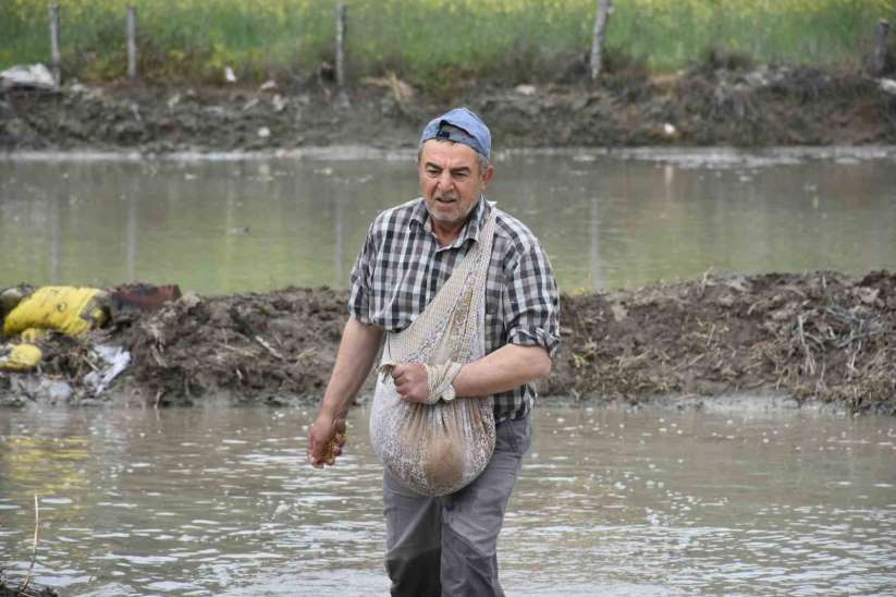 Coğrafi işaretli Tosya pirincinin zorlu ekim mesaisi başladı