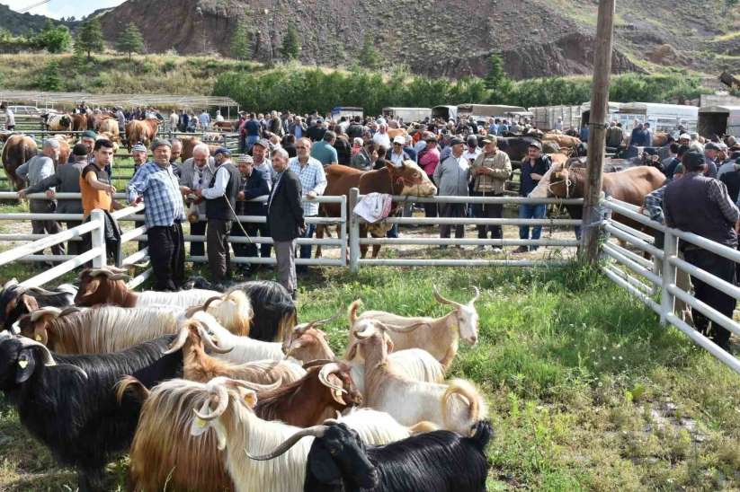 Hayvan pazarında kurbanlıklar görücüye çıktı