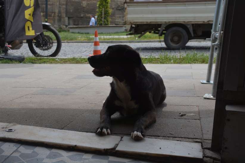 Sinop'ta esnafın maskotu olan "pati" isimli köpek kuryelerle paket servisine çıkıyor