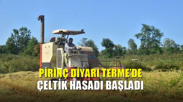 Pirinç diyarı Terme'de çeltik hasadı başladı 