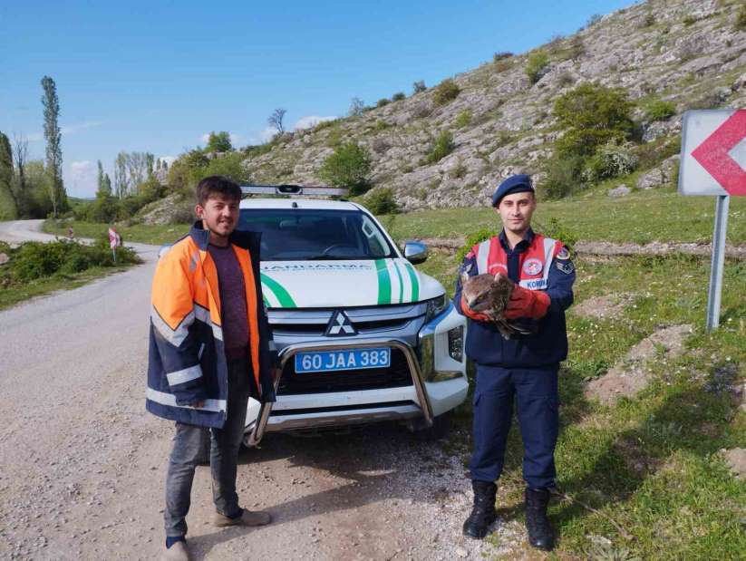 Tokat'ta yaralı bulunan kartal tedavi altına alındı