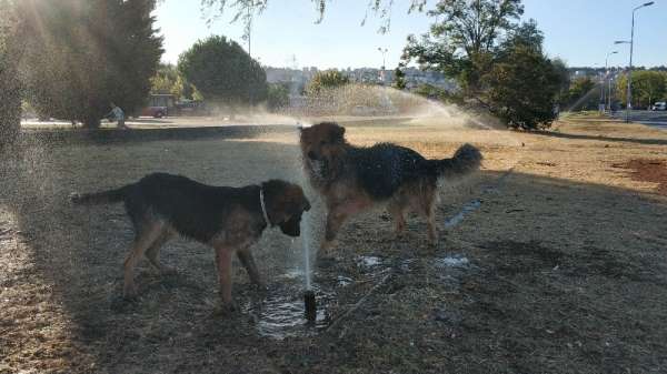 Sıcaktan bunalan köpeklerin fıskiye keyfi 