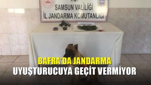 Bafra'da jandarma uyuşturucuya geçit vermiyor 