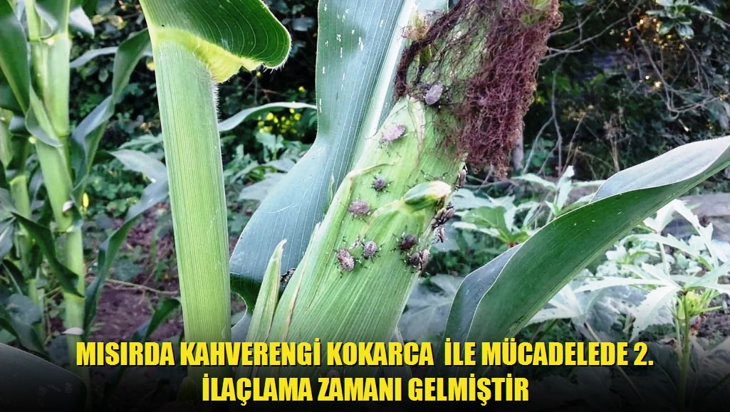 Mısırda Kahverengi Kokarca ile Mücadelede 2 İlaçlama Zamanı Gelmiştir