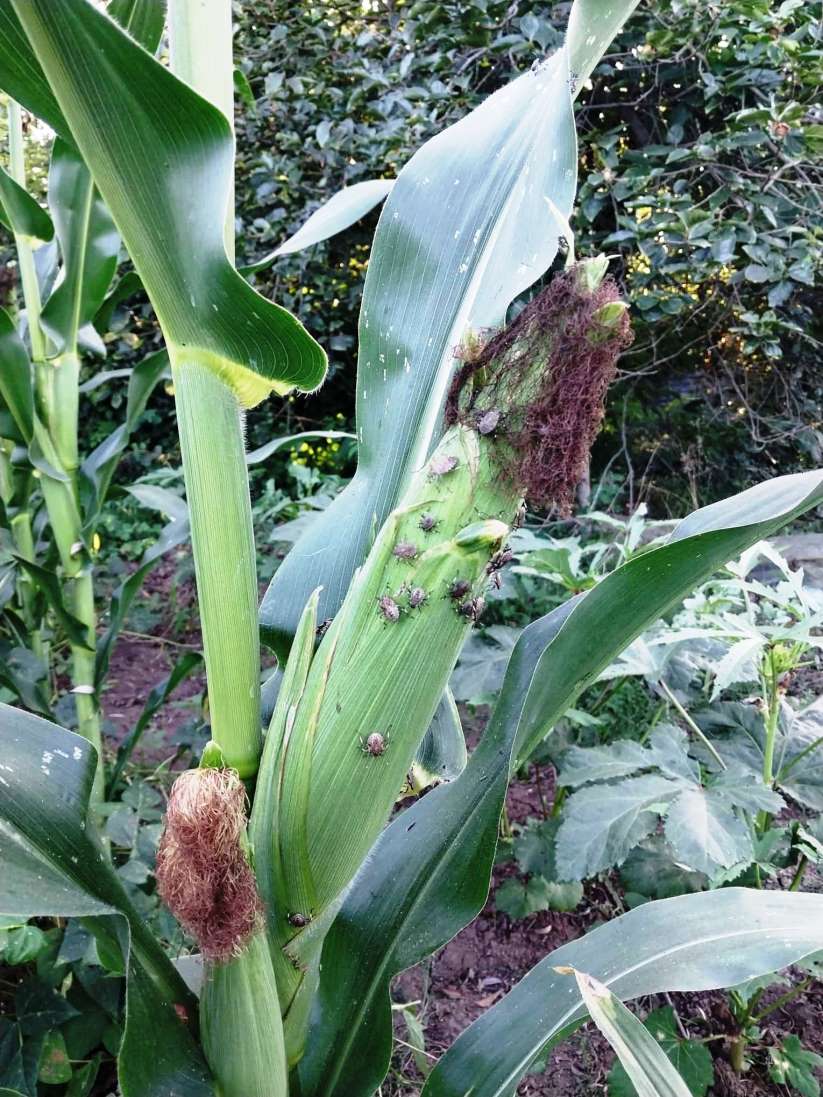Mısırda Kahverengi Kokarca ile Mücadelede 2. İlaçlama Zamanı Gelmiştir