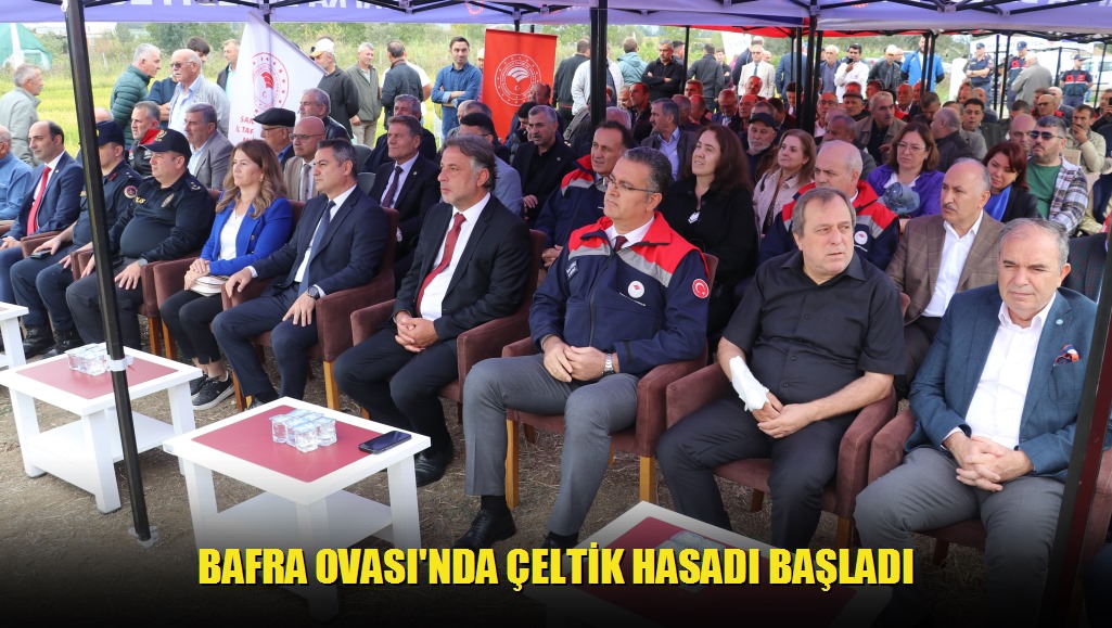 Bafra Ovası'nda Çeltik Hasadı Başladı