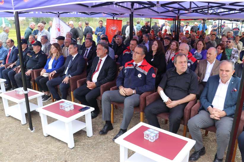 Bafra Ovası'nda Çeltik Hasadı Başladı