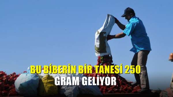 Bu biberin bir tanesi 250 gram geliyor 