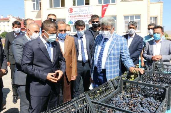 Erciş Belediyesi üzüm bağlarının bağ bozumunu yaptı 