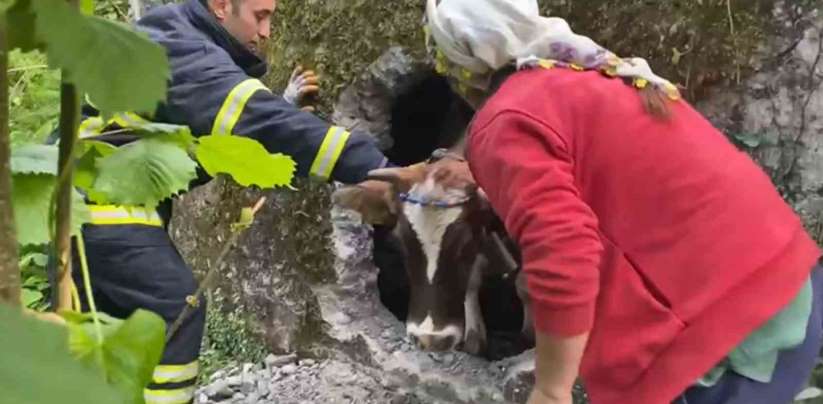 İtfaiyenin inek kurtarma operasyonu