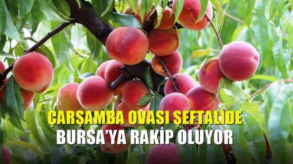 Çarşamba Ovası şeftalide Bursa'ya rakip oluyor 