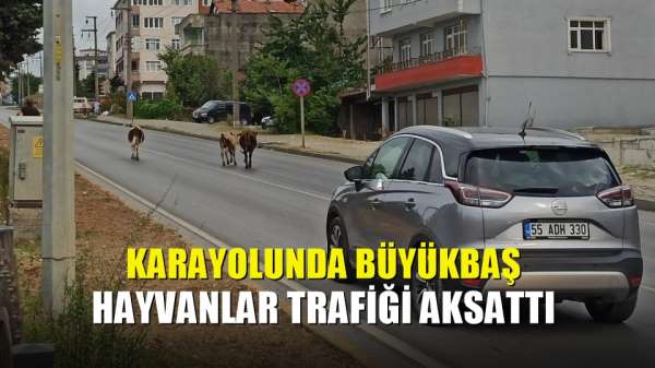 Karayolunda büyükbaş hayvanlar trafiği aksattı 
