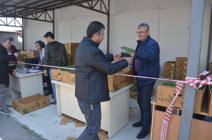 Sinop'ta 80 bin sebze fidesi dağıtıldı
